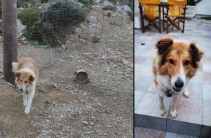 30-6-2023 η δίκη του κτηνοτρόφου που βασάνιζε τον σκύλο του στη Λέρο