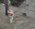 11-3-2022 η δίκη του κτηνοτρόφου που βασάνιζε τον σκύλο του στη Λέρο