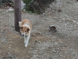 11-3-2022 η δίκη του κτηνοτρόφου που βασάνιζε τον σκύλο του στη Λέρο