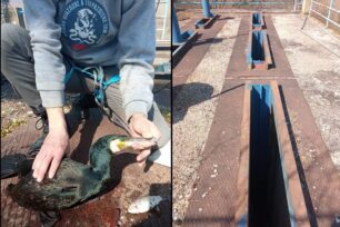 Λιβαδιά Σερρών: Έσωσαν υδρόβια πτηνά που εγκλωβίστηκαν σε πλατφόρμα ηλεκτρογεννήτριας (βίντεο)