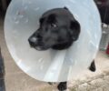 Μαγούλα Καρδίτσας: Σκύλος παγιδεύτηκε σε συρμάτινη θηλιά κυνηγού και βασανίστηκε μέχρι να τον σώσουν φιλόζωες (βίντεο)