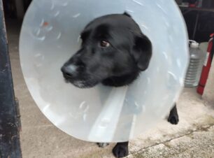 Μαγούλα Καρδίτσας: Σκύλος παγιδεύτηκε σε συρμάτινη θηλιά κυνηγού και βασανίστηκε μέχρι να τον σώσουν φιλόζωες (βίντεο)