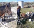 Μέγαρα Αττικής: Έσωσαν νεαρό άλογο που βρέθηκε να υποφέρει με θηλιά στον λαιμό