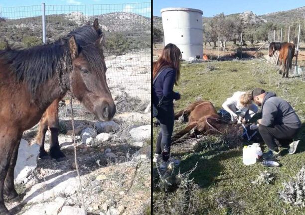 Μέγαρα Αττικής: Έσωσαν νεαρό άλογο που βρέθηκε να υποφέρει με θηλιά στον λαιμό