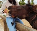 Αναρρώνει νεαρό άλογο που βρέθηκε σοβαρά τραυματισμένο με θηλιά στον λαιμό στα Μέγαρα Αττικής (βίντεο)