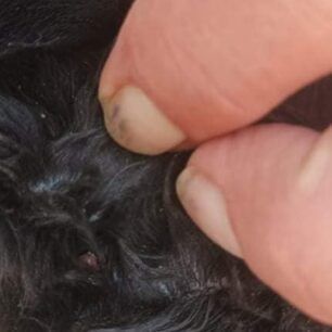 PrevezaSkylosOuraRap239 3 2022 1