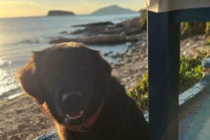 Σε κωματώδη κατάσταση από φόλα σκύλος στο Σούνιο Αττικής (βίντεο)