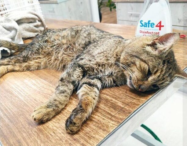 Γάτα παράλυτη μετά από πυροβολισμό με αεροβόλο βρέθηκε στη Σπάρτη Λακωνίας