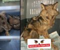 Τσακάλι και όχι λύκος το νεαρό ζώο που βρέθηκε μέσα σε βιβλιοπωλείο στη Θεσσαλονίκη