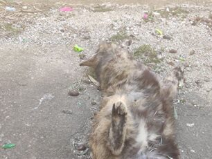Ξάνθη: Βρήκε γάτα που βασανίστηκε μέχρι θανάτου με παλούκι και η Αστυνομία δεν μερίμνησε έστω για τη νεκροψία