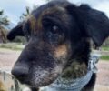 Κορωπί Αττικής: Ζητούν σπιτικό για την ηλικιωμένη τυφλή σκυλίτσα ώστε να μην πεθάνει σ’ ένα κλουβί (βίντεο)