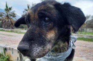 Κορωπί Αττικής: Ζητούν σπιτικό για την ηλικιωμένη τυφλή σκυλίτσα ώστε να μην πεθάνει σ’ ένα κλουβί (βίντεο)