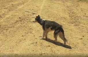 Αλεξανδρούπολη: Μικρή ποινή για άνδρα που εγκατέλειψε Χάσκυ με αποτέλεσμα ο σκύλος να περιφέρεται σαν σκιάχτρο σε ερημική περιοχή (βίντεο)
