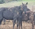 Την προστασία των αλόγων που ετοιμάζεται να πουλήσει ο Δήμος Γρεβενών ζητάει ο σύλλογος «Ιππόθεσις»