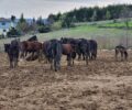Ακύρωσε το Διοικητικό Πρωτοδικείο Κοζάνης την απόφαση του Δήμου Γρεβενών για πώληση 36 άλογων