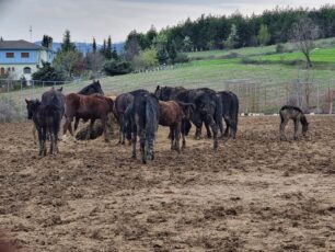 Ακύρωσε το Διοικητικό Πρωτοδικείο Κοζάνης την απόφαση του Δήμου Γρεβενών για πώληση 36 άλογων