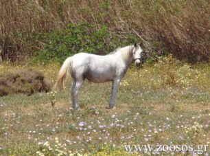 «Ιππόθεσις»: Απαιτήστε την προστασία των ιπποειδών στην Ελλάδα