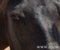 Χαλκίδα Εύβοιας: Άλογο άγρια κακοποιημένο μέχρι θανάτου βρέθηκε δεμένο σε κολώνα