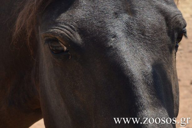 Ιππόθεσις: Κάθε χρόνο άλογα κακοποιούνται μέχρι θανάτου σε πανηγύρια και παράνομες ιπποδρομίες