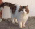 Άνδρος: Αναζητούν γάτα που φρόντιζαν και κάποιος άρπαξε και πέταξε εκτός της περιοχής της στο Μπατσί