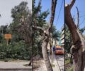 Δεκάδες ανθισμένα δέντρα με φωλιές πουλιών κλαδεύτηκαν/κόπηκαν με εντολή του Δήμου Αθηναίων στην Ακαδημία Πλάτωνος