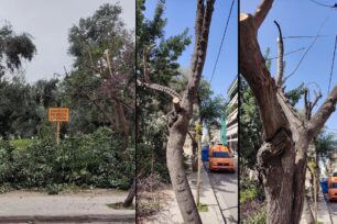 Δεκάδες ανθισμένα δέντρα με φωλιές πουλιών κλαδεύτηκαν/κόπηκαν με εντολή του Δήμου Αθηναίων στην Ακαδημία Πλάτωνος