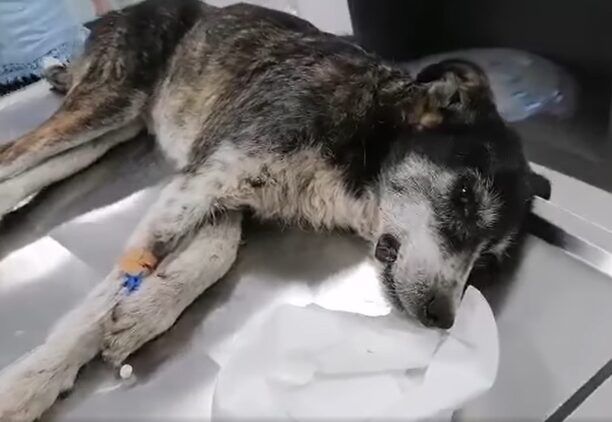 Ημαθία: Σκυλιά νεκρά από φόλες ή εξαφανισμένα σε Νάουσα (Μπλάνα), Αγγελοχώρι, Ζερβοχώρι (βίντεο)