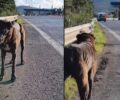 Καταγγέλλει την αδιαφορία του Αυτοκινητόδρομου Αιγαίου για την απομάκρυνση σκυλιών από την Εθνική Οδό