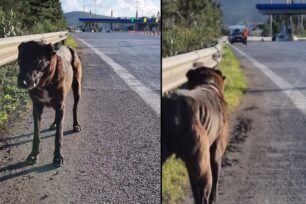 Καταγγέλλει την αδιαφορία του Αυτοκινητόδρομου Αιγαίου για την απομάκρυνση σκυλιών από την Εθνική Οδό