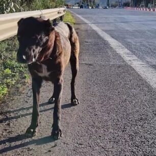 Καταγγέλλει την αδιαφορία του Αυτοκινητόδρομου Αιγαίου για την απομάκρυνση σκυλιών από την Εθνική Οδό 2 DiodiaPelasgiasSkylos10 4 2022 2
