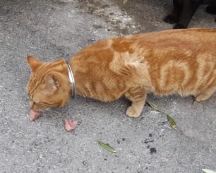 Αθήνα: Έκκληση για γάτα που περιφέρεται με μεταλλικό δακτύλιο στον λαιμό