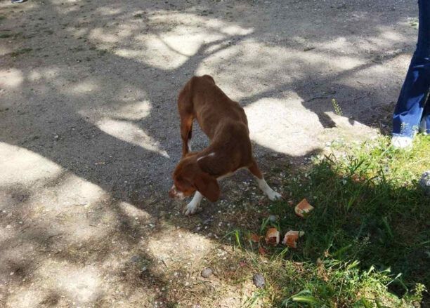 Έκκληση για σκελετωμένο σκύλο που μαθητές βρήκαν στον αρχαιολογικό χώρο της Επιδαύρου στην Αργολίδα