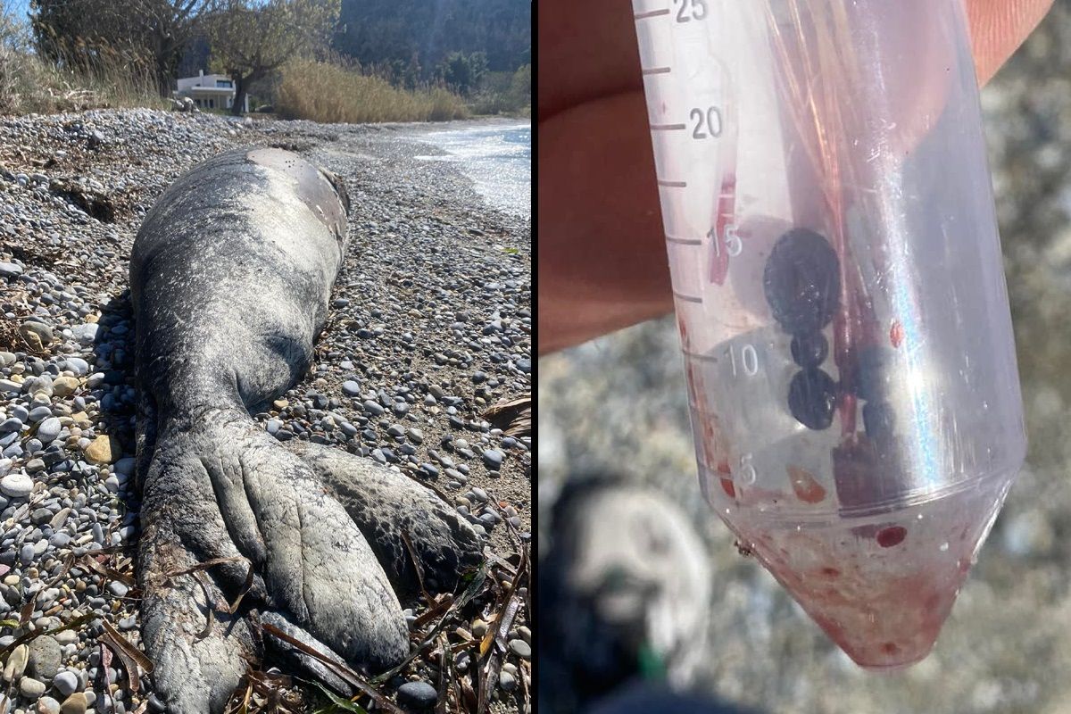 Αγριοβότανο Εύβοιας: Πυροβολημένη η φώκια που βρέθηκε νεκρή στην παραλία Κουτσούμπρι