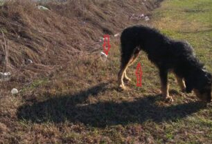 Καρυώτισσα Πέλλας: Έκκληση για να σωθεί σκύλος που κάποιος τον βασάνισε δένοντας σύρμα στους όρχεις του