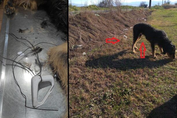 Μεταφέρθηκε σε κτηνιατρείο σκύλος που βρέθηκε με σύρμα δεμένο στους όρχεις του στην Καρυώτισσα Πέλλας