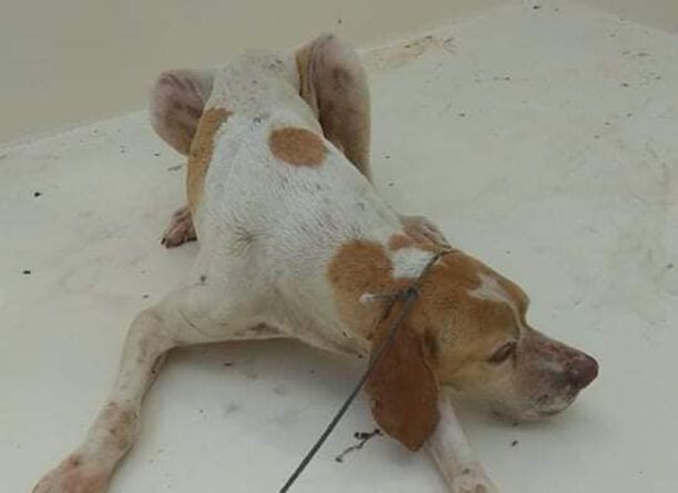 Κεφαλλονιά: Έκκληση για να βρεθεί σκελετωμένος σκύλος που έσωσαν από άδεια πισίνα στο Ληξούρι