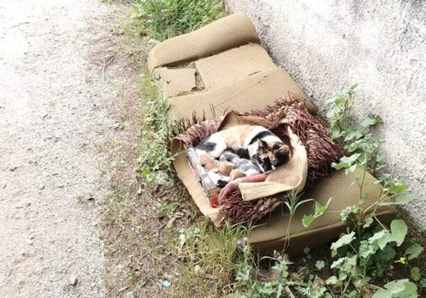 Λαγονήσι Αττικής: Πέταξε στον δρόμο γάτα με τα 10 νεογέννητα γατάκια