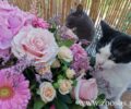 Ποια φυτά και λουλούδια είναι τοξικά για τις γάτες