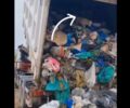 Μαρκόπουλος Αττικής: Σκύλος βρέθηκε παγιδευμένος μέσα σε κοντέινερ σκουπιδιών (βίντεο)