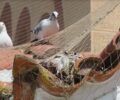 Μυρσίνη Ηλείας: Παγίδα θανάτου για πουλιά το δίχτυ στην εκκλησία