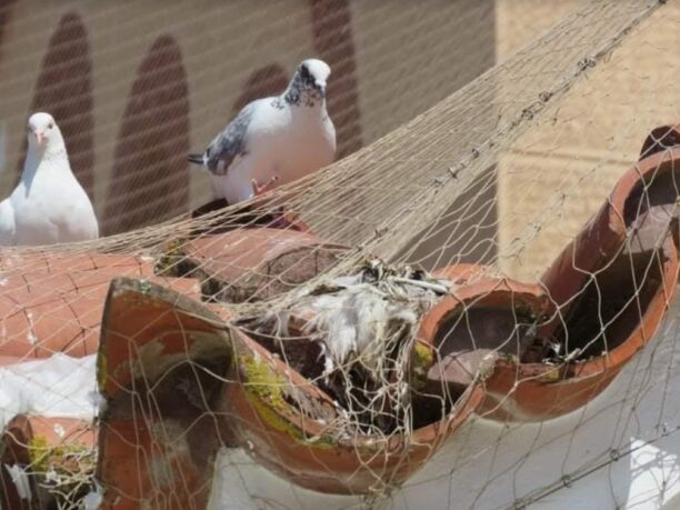 Μυρσίνη Ηλείας: Παγίδα θανάτου για πουλιά το δίχτυ στην εκκλησία