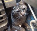 Νίκαια Αττικής: Σε σοβαρή κατάσταση γάτα που παγιδεύτηκε σε μηχανή αυτοκινήτου (βίντεο)