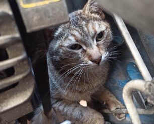 Νίκαια Αττικής: Σε σοβαρή κατάσταση γάτα που παγιδεύτηκε σε μηχανή αυτοκινήτου (βίντεο)