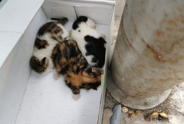 Αθήνα: Νεογέννητα γατάκια πεταμένα στα σκουπίδια στα Άνω Πετράλωνα