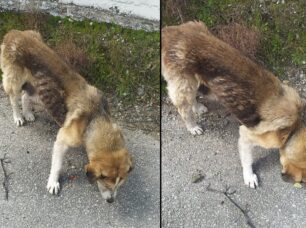 Εύβοια: Έκκληση για σκελετωμένο και άρρωστο σκύλο κοντά στις Ροβιές