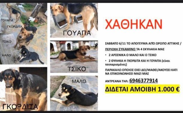 Χάθηκαν 4 σκυλιά (δύο θηλυκά και δύο αρσενικά) από το Συκάμινο Ωρωπού