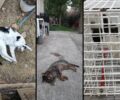 Αθήνα: Με φόλες σκοτώνει γάτες στην Τεχνόπολη στο Γκάζι