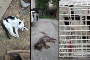 Αθήνα: Με φόλες σκοτώνει γάτες στην Τεχνόπολη στο Γκάζι
