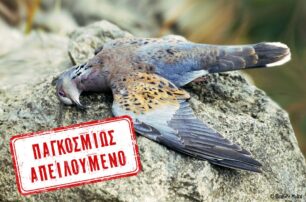 Ορνιθολογική: Με τις πλάτες της Πολιτείας (Υπουργείο, Δασαρχείο, Αστυνομία) συνεχίζεται το παράνομο κυνήγι τρυγονιών