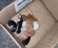 Τρίπολη Αρκαδίας: Έκκληση για να σωθούν 6 νεογέννητα γατάκια που βρέθηκαν σε κάδο σκουπιδιών